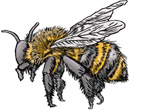 Bee